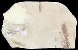 Metasequoia (Dawn Redwood) Fossil - Montana #56854-1